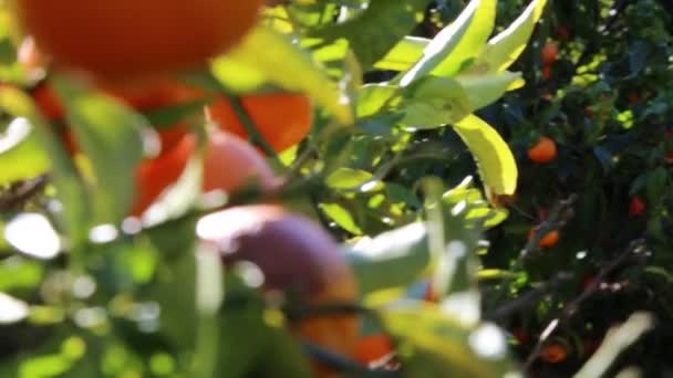 Gamla Mandarin Orchard Valda Fokus — Stockvideo