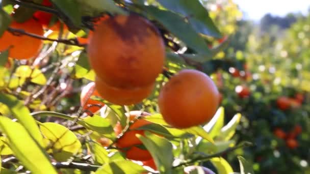Vecchio Frutteto Tangerino Focus Selezionato — Video Stock