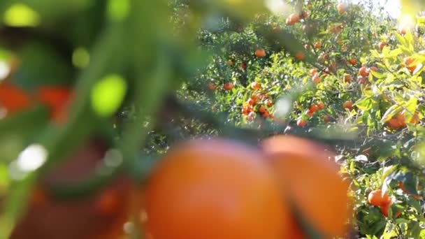 Oude Tangerine Boomgaard Geselecteerde Focus — Stockvideo