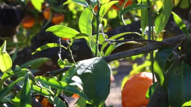 Gamla Mandarin Orchard Valda Fokus — Stockvideo