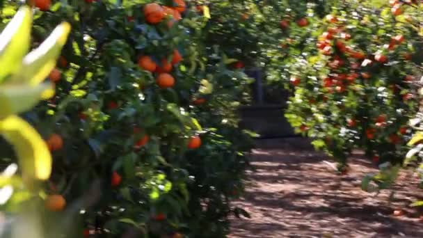 Oude Tangerine Boomgaard Geselecteerde Focus — Stockvideo