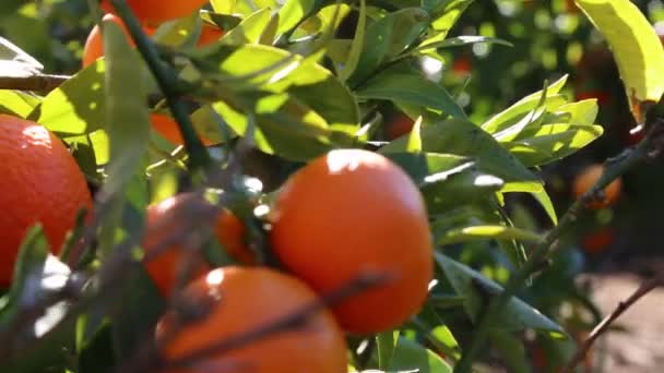 Oude Tangerine Boomgaard Geselecteerde Focus — Stockvideo