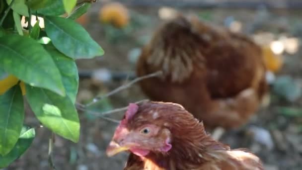 Gallinas Marrones Están Caminando Jardín — Vídeo de stock