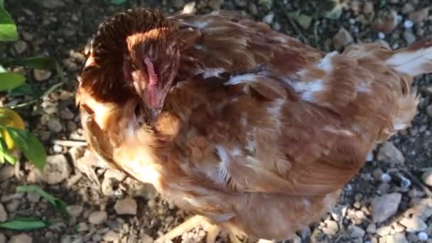 Gallinas Marrones Están Caminando Jardín — Vídeo de stock