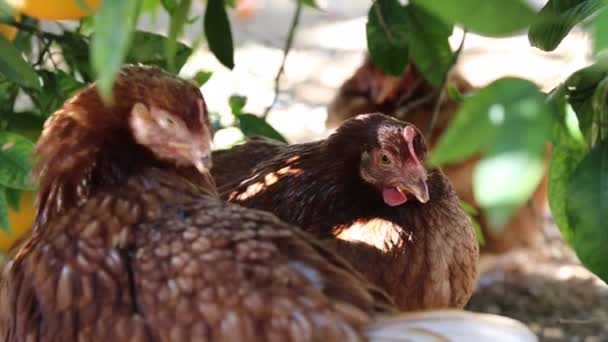 Gallinas Marrones Están Caminando Jardín — Vídeo de stock