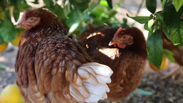 Gallinas Marrones Están Caminando Jardín — Vídeo de stock