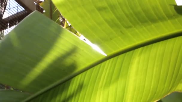 Солнечные Лучи Светят Сквозь Пальмы — стоковое видео
