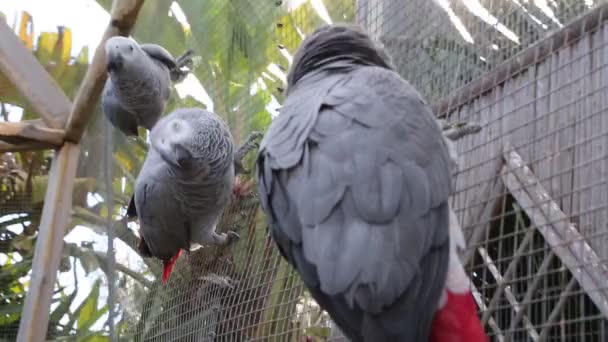 Παπαγάλος Τροπικά Ποζάρει Στην Κάμερα Όμορφο Εξωτικό Πουλί — Αρχείο Βίντεο