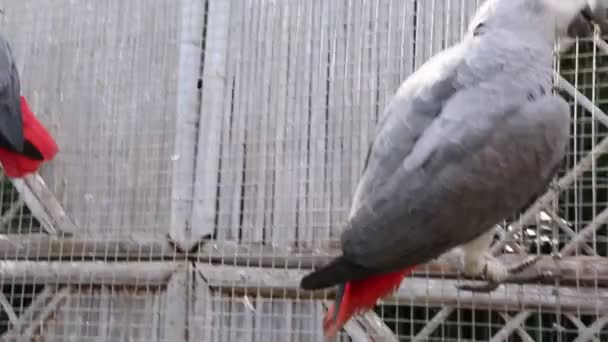 Tropische Papegaai Poseren Camera Mooie Exotische Vogel — Stockvideo