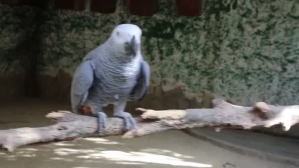 Pappagallo Tropicale Sta Posando Davanti Alla Telecamera Bellissimo Uccello Esotico — Video Stock