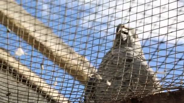 Тропічний Папуга Позує Камеру Красивий Екзотичний Птах — стокове відео