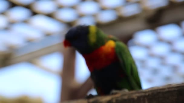 热带鹦鹉在镜头前摆姿势 美丽的异国情调的鸟 — 图库视频影像