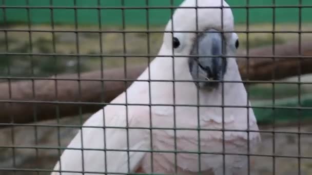 Trópusi Papagáj Pózol Kamera Gyönyörű Egzotikus Madár — Stock videók