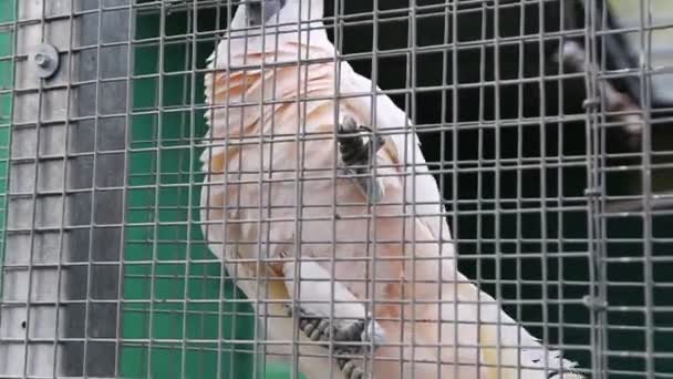 Παπαγάλος Τροπικά Ποζάρει Στην Κάμερα Όμορφο Εξωτικό Πουλί — Αρχείο Βίντεο