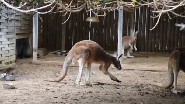 Canguro Divertido Fuerte Está Jugando Aire Libre Enfoque Seleccionado — Vídeos de Stock