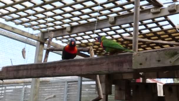 Pappagallo Tropicale Sta Posando Davanti Alla Telecamera Bellissimo Uccello Esotico — Video Stock