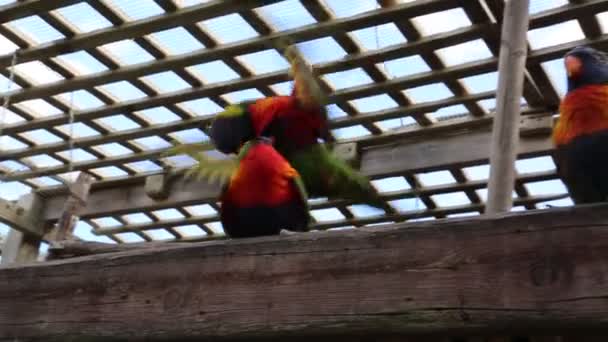 Tropik Papağan Kameraya Poz Güzel Egzotik Kuş — Stok video
