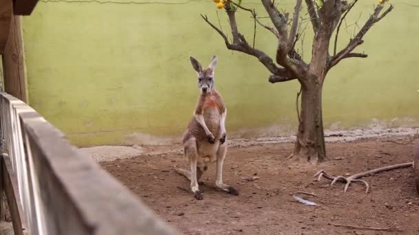 Komik Güçlü Kanguru Açık Oynuyor Seçilen Odak — Stok video