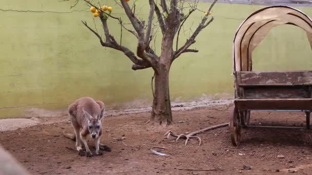 面白いと強力なカンガルーは屋外で遊んでいます 選択したフォーカス — ストック動画