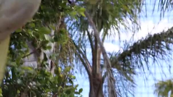 Тропический Попугай Позирует Перед Камерой Красивая Экзотическая Птица — стоковое видео