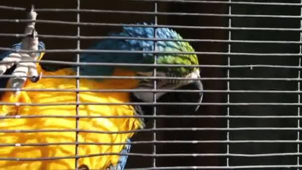 熱帯のオウムがカメラにポーズをとってください 美しいエキゾチックな鳥 — ストック動画