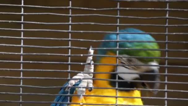 Tropical Parrot Posing Camera Beautiful Exotic Bird — Stock Video