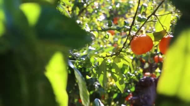 Old Tangerine Orchard Enfoque Seleccionado — Vídeo de stock