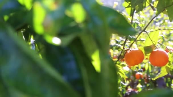 Alten Mandarinenplantage Ausgewählter Schwerpunkt — Stockvideo