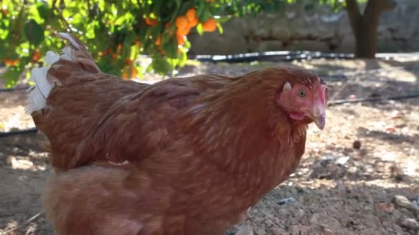 Schönes Huhn Ist Auf Dem Bauernhof Freien — Stockvideo