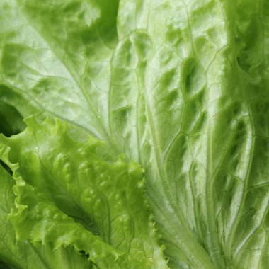 seçilen odak yeşil salata doku.