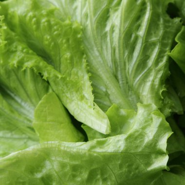 seçilen odak yeşil salata doku.