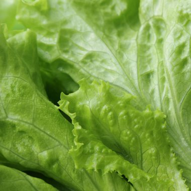 seçilen odak yeşil salata doku.