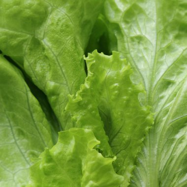 seçilen odak yeşil salata doku.