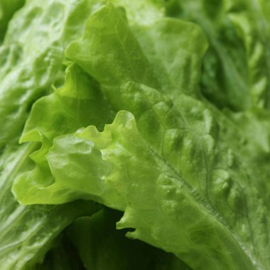 seçilen odak yeşil salata doku.