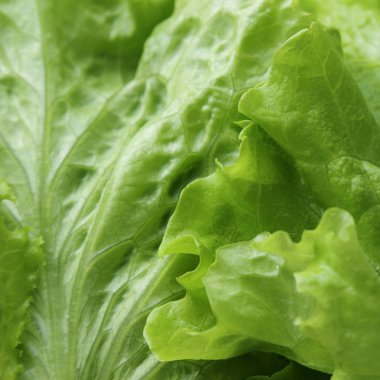 seçilen odak yeşil salata doku.