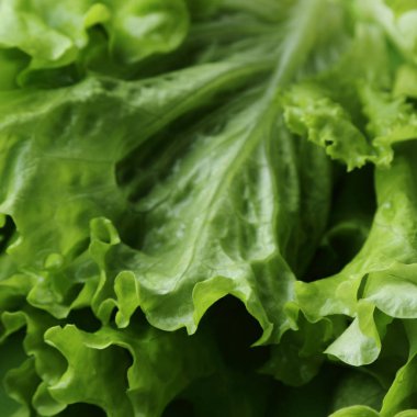 seçilen odak yeşil salata doku.