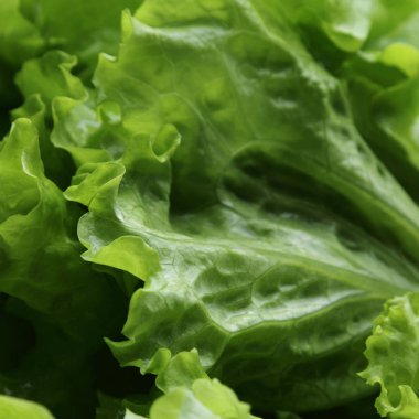 seçilen odak yeşil salata doku.