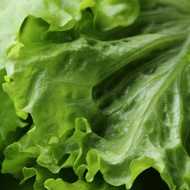 seçilen odak yeşil salata doku.