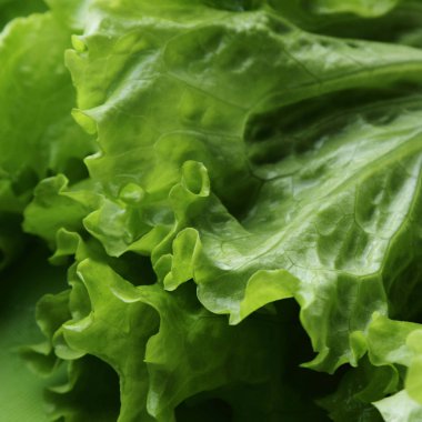 seçilen odak yeşil salata doku.