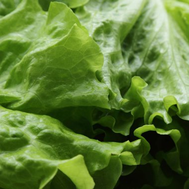 seçilen odak yeşil salata doku.