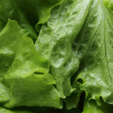 seçilen odak yeşil salata doku.