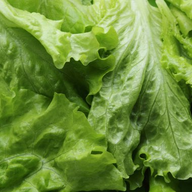 seçilen odak yeşil salata doku.