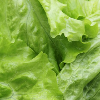 seçilen odak yeşil salata doku.
