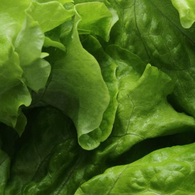seçilen odak yeşil salata doku.