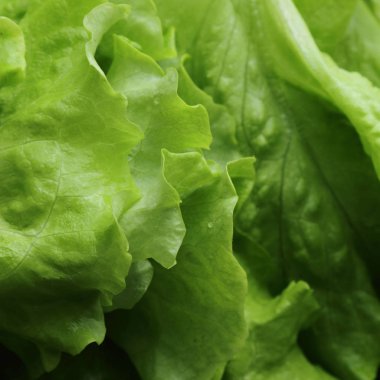 seçilen odak yeşil salata doku.