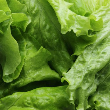 seçilen odak yeşil salata doku.