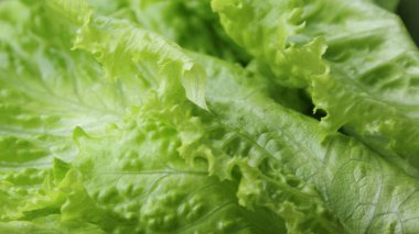 siyah arka plan üzerinde seçilen odak yeşil salata