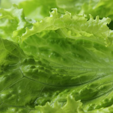 siyah arka plan üzerinde seçilen odak yeşil salata