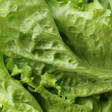 Yeşil salata. Seçilen odak.