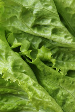 Yeşil salata. Seçilen odak.